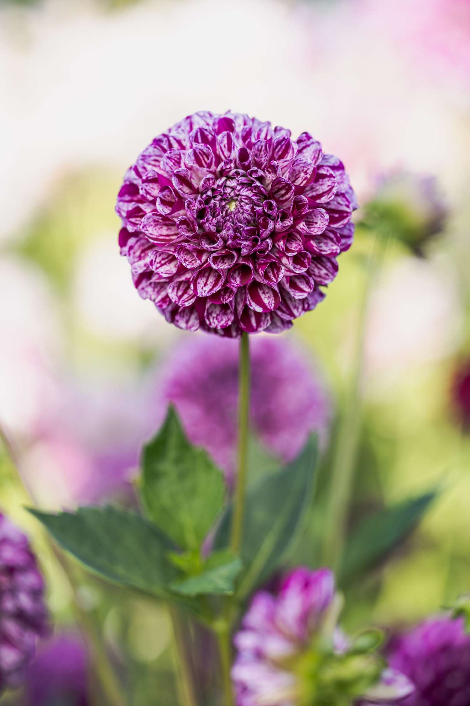 Dahlia 'Marble Ball'